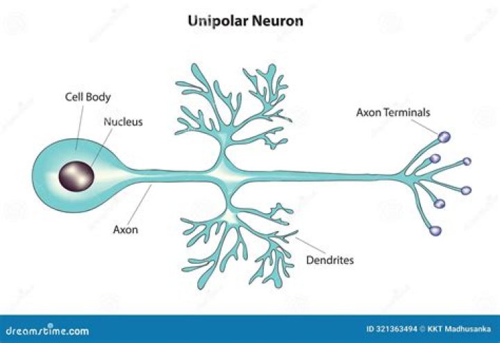 Why fet is known as unipolar device?