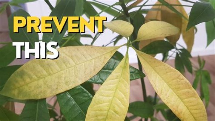 Why frangipani leaves turn yellow?