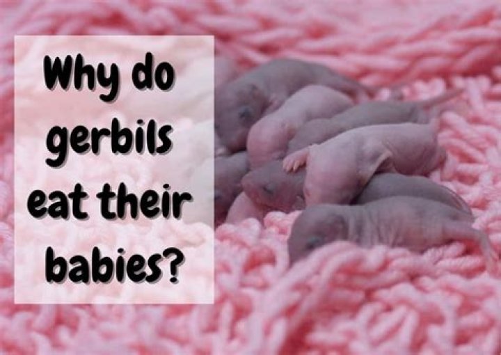 Why gerbils eat their babies?