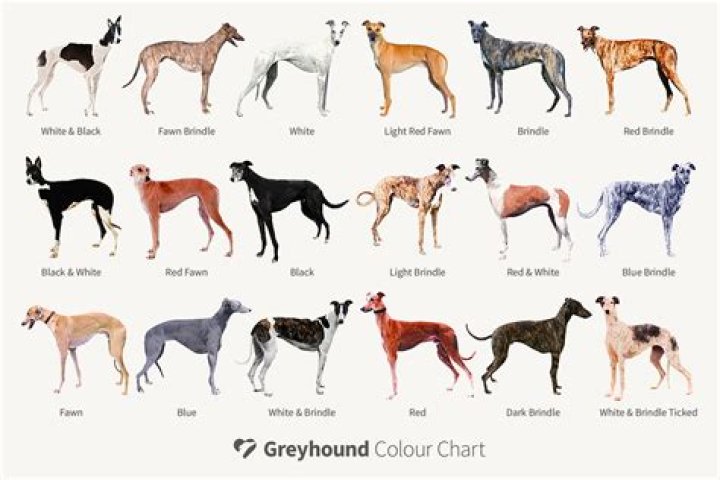 Why greyhounds are the best?