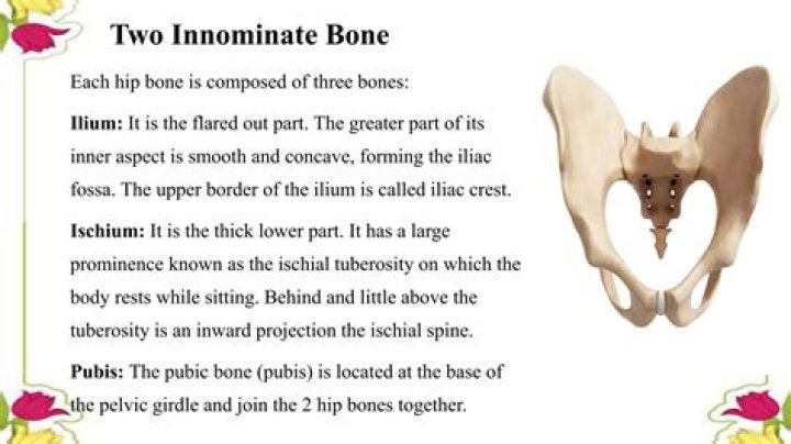 Why hip bone is called innominate bone?