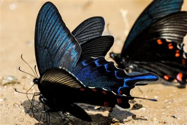 Why hybrid animals are sterile?