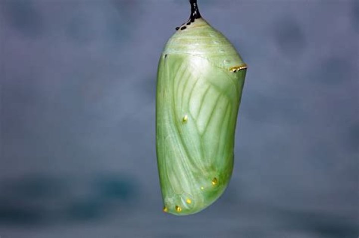 Why is a chrysalis green?