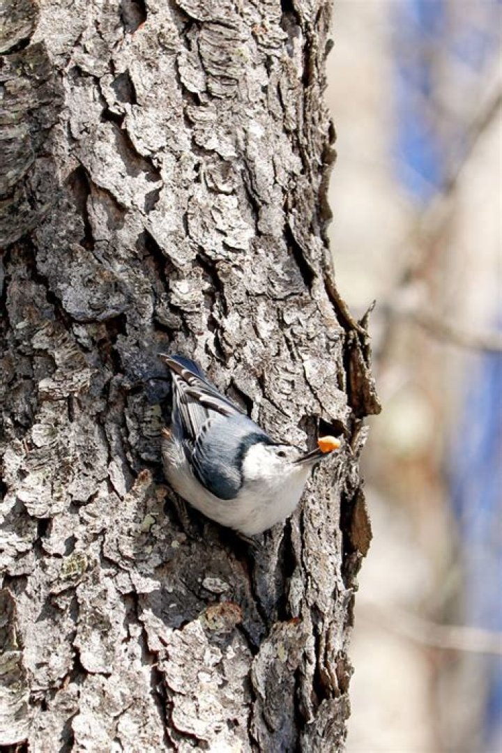Why is a nuthatch called a nuthatch?