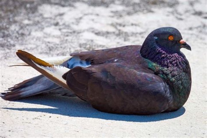 Why is a pigeon sitting down?