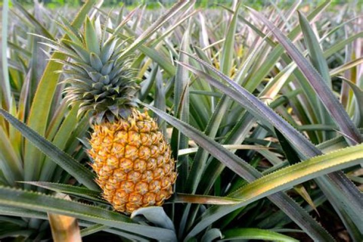 Why is ananas called pineapple?