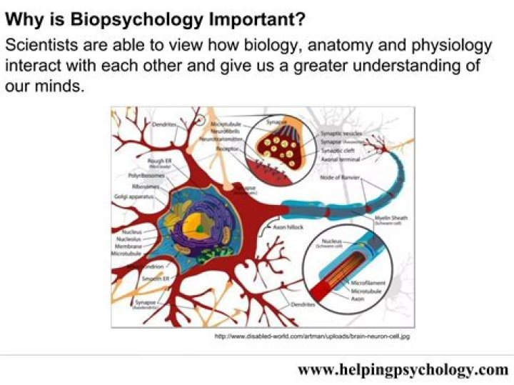 Why is biopsychology important?
