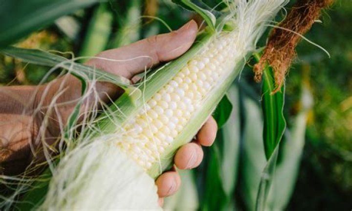 Why is corn a vegetable?