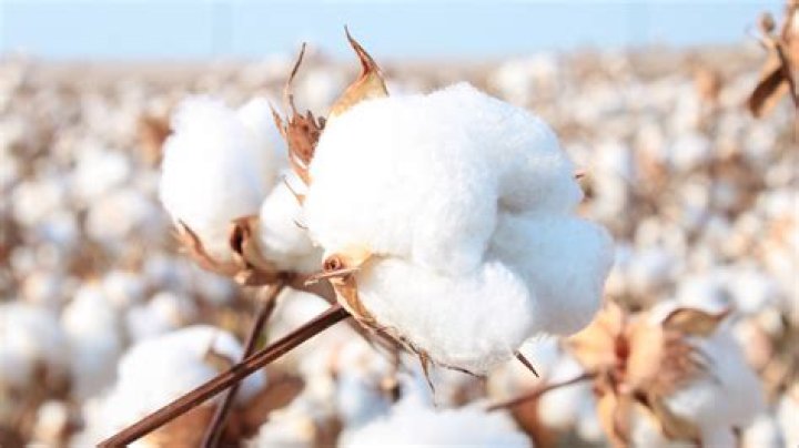 Why is cotton good?