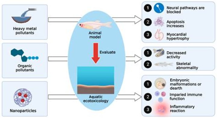 Why is daphnia a model organism?