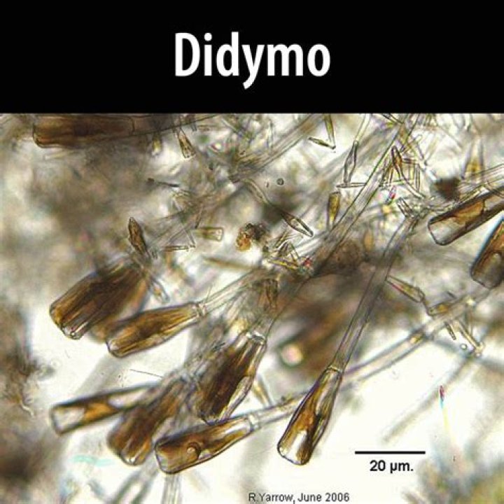 Why is didymo a problem?