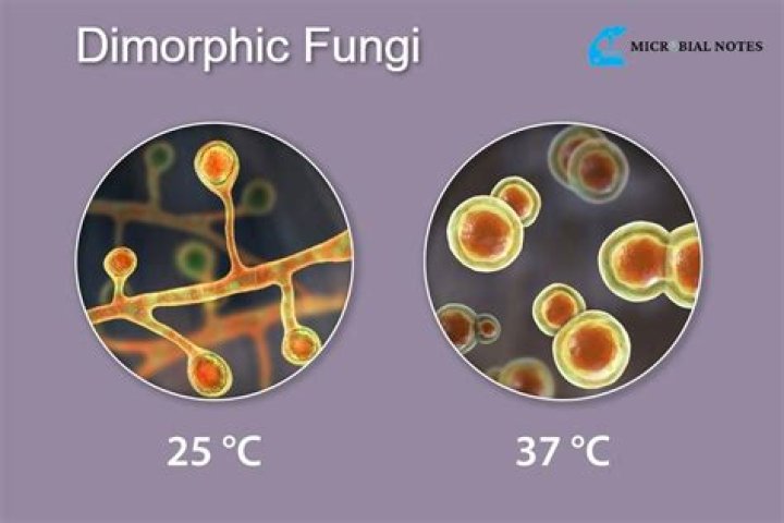 Why is dimorphism advantageous to fungi?