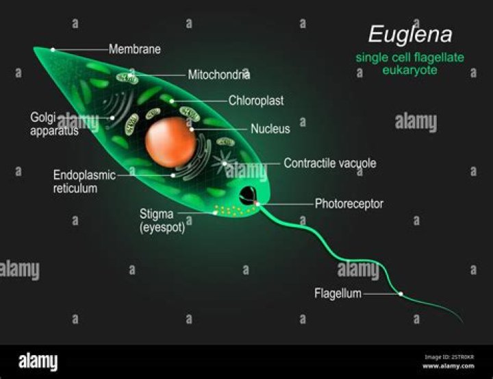 Why is euglena gracilis important?
