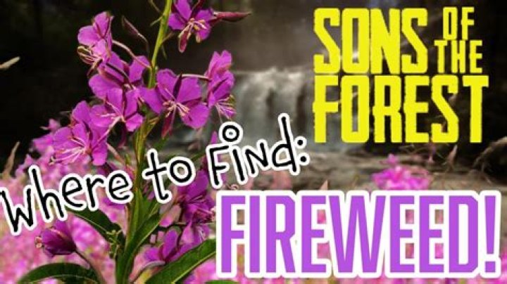 Why is fireweed used?