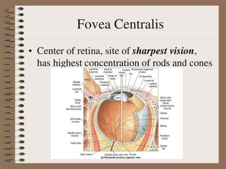Why is fovea centralis important?