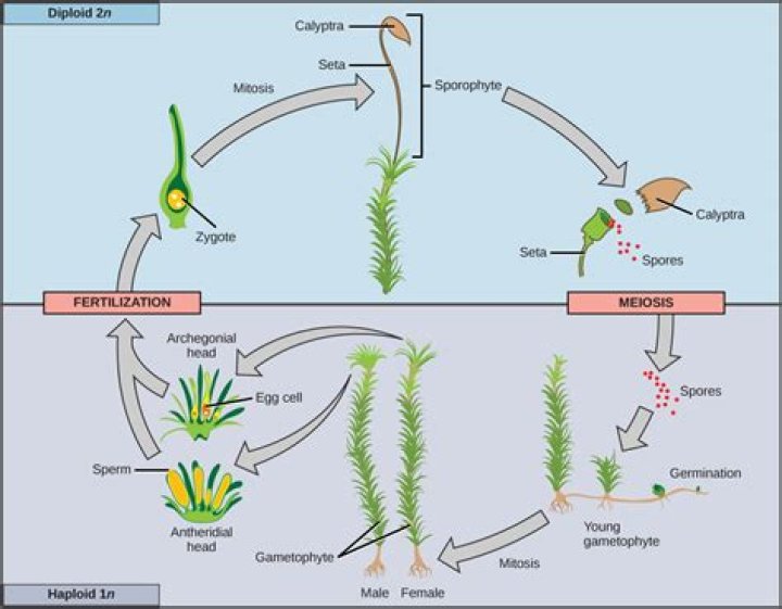 Why is gametophyte dominant in moss?