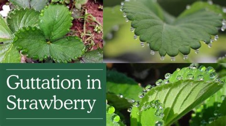 Why is guttation important?