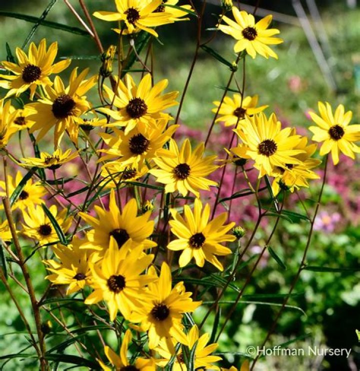 Why is helianthus paradoxus endangered?