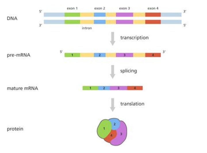 Why is hnrna said to be a precursor mrna?