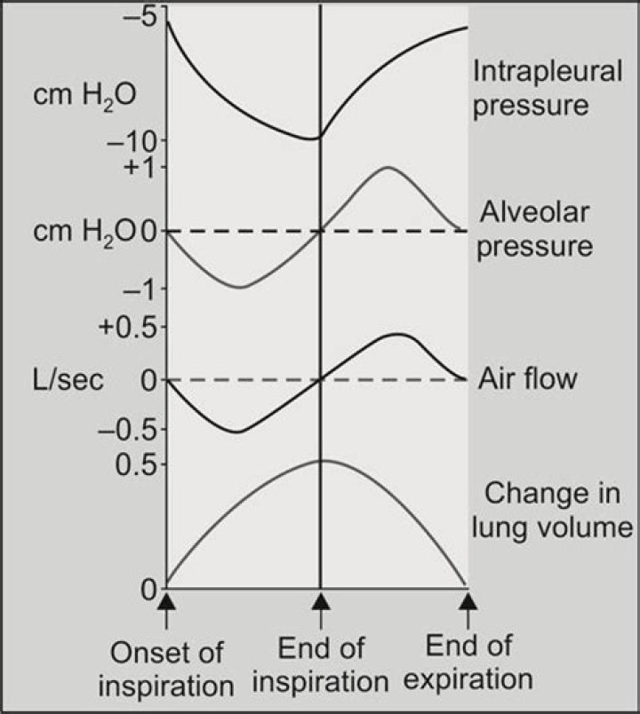 Why is intrapleural pressure always subatmospheric?