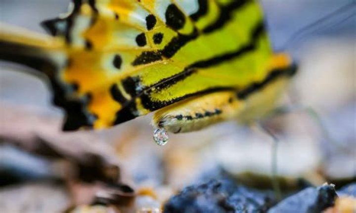 Why is it called a bumblebee?