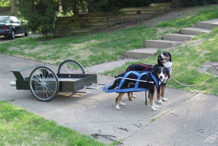 Why is it called a dogcart?