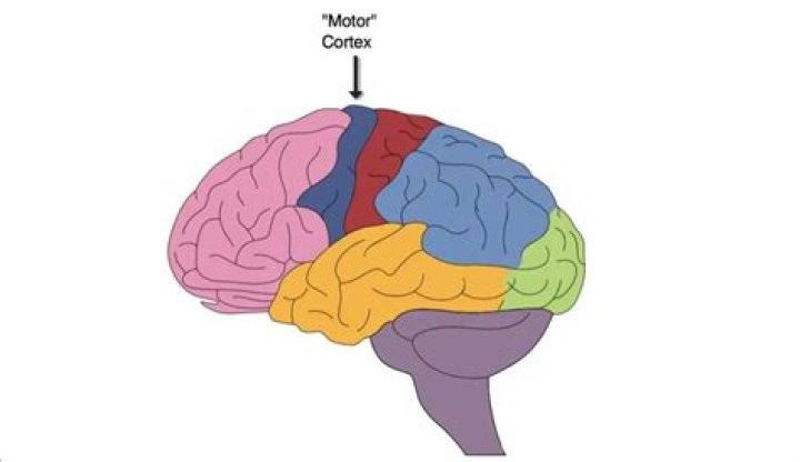 Why is it called encephalon?