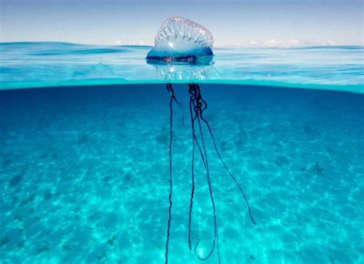 Why is it called the portuguese man of war?