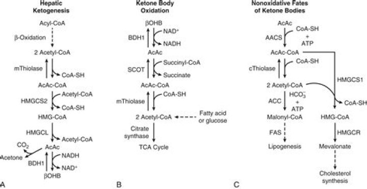 Why is ketogenesis harmful to the body?