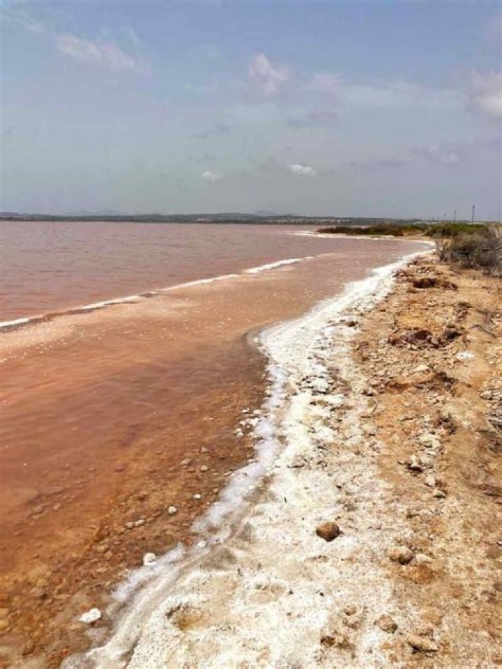 Why is laguna salada de torrevieja pink?