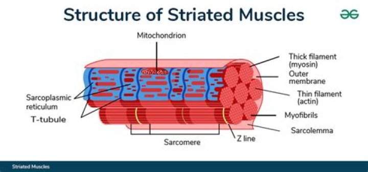 Why is muscle fibre a syncytium?