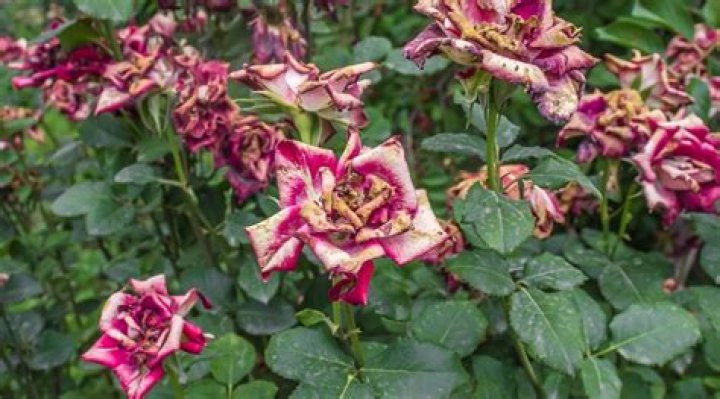 Why is my abutilon dying?