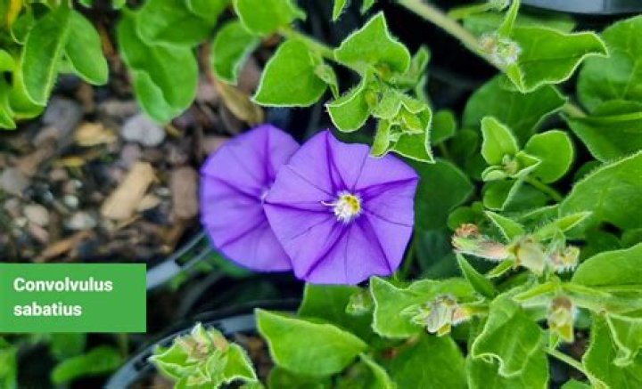 Why is my convolvulus not flowering?