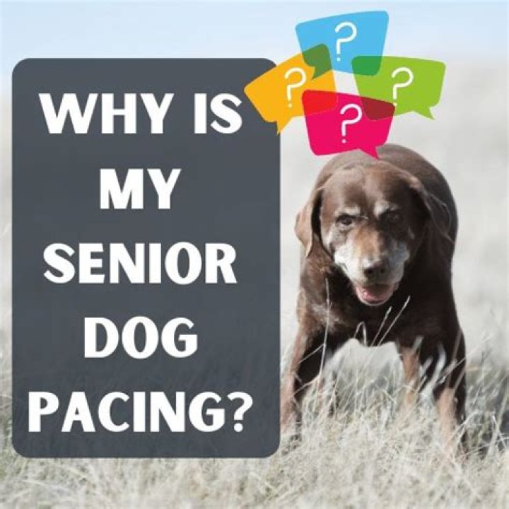 Why is my dog pacing?