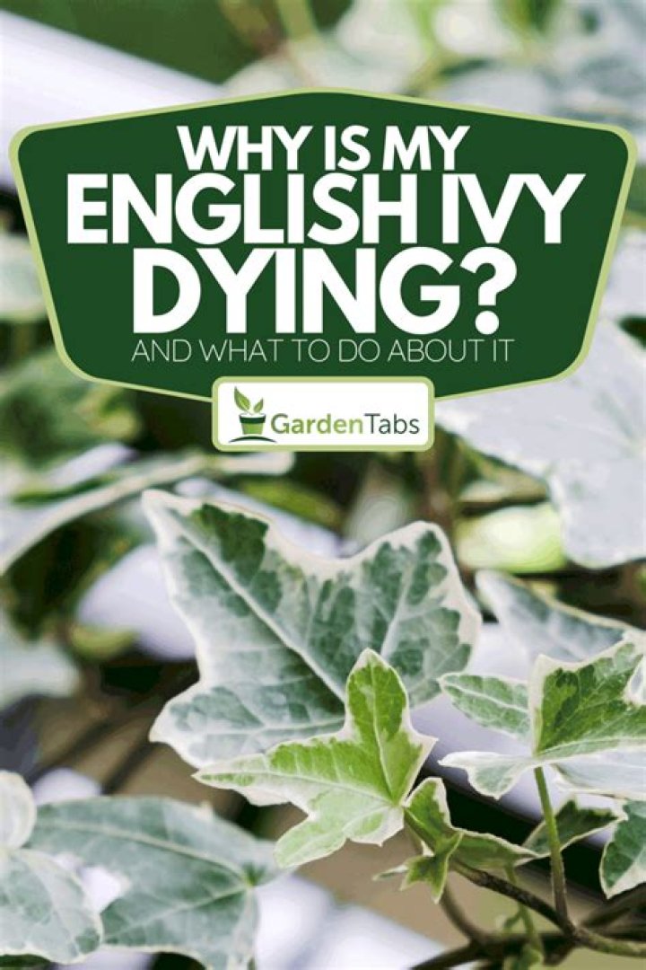Why is my ground ivy dying?