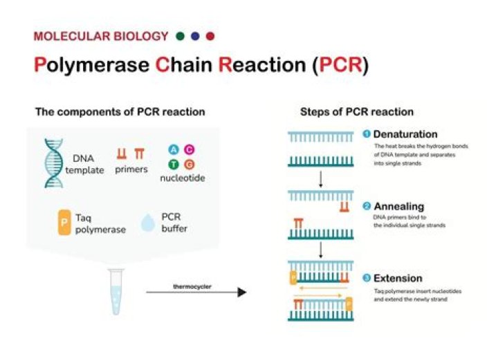 Why is my pcr not amplifying?