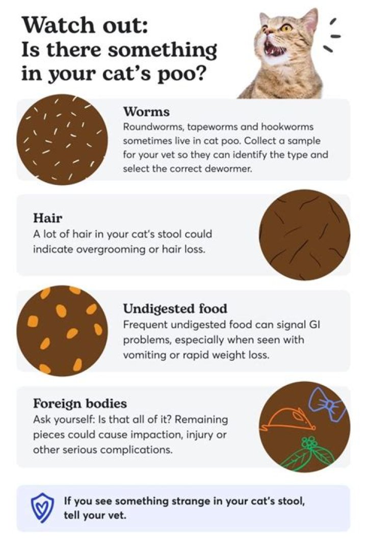 Why is my poop oily looking?