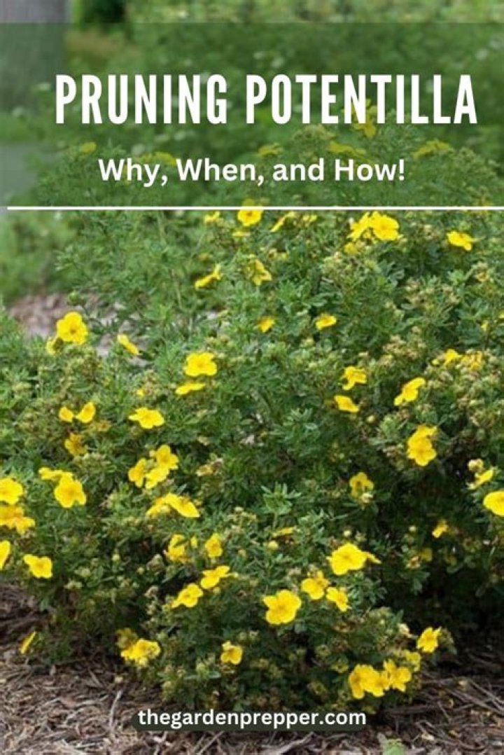 Why is my potentilla not flowering?