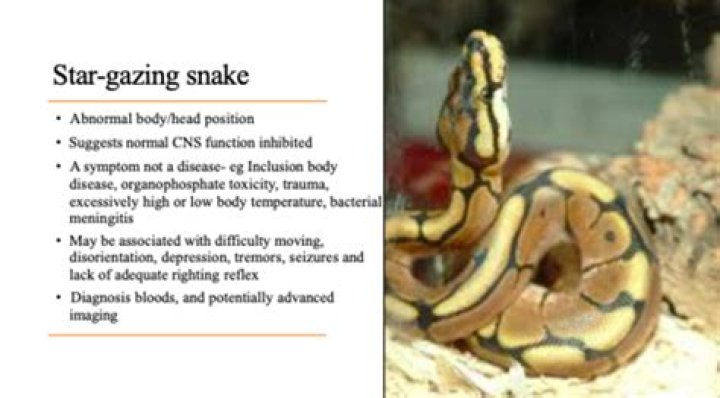 Why is my snake stargazing?
