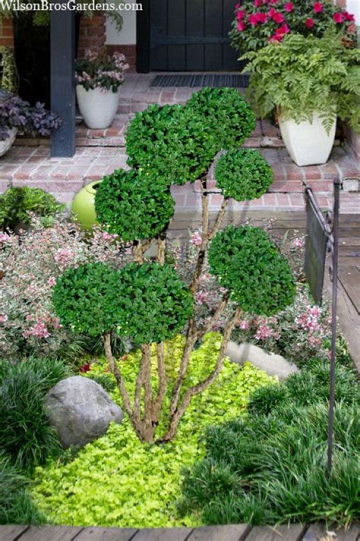 Why is my topiary losing leaves?