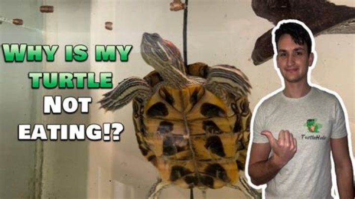 Why is my turtle scratching his neck?