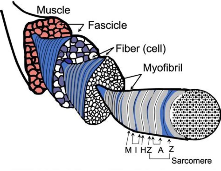 Why is myofibril important?