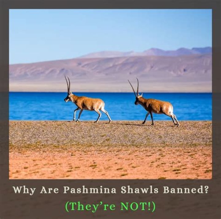 Why is pashmina banned?