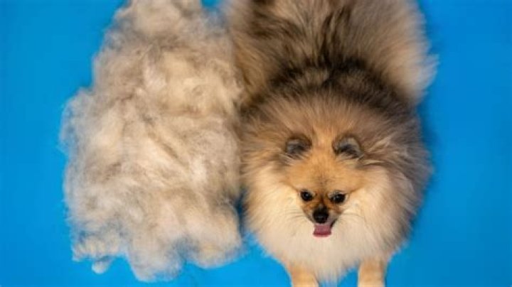 Why is pomeranian shedding?
