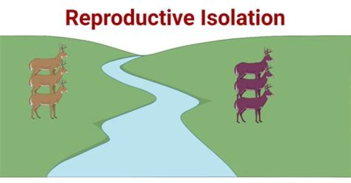 Why is reproductive isolation important from an evolutionary standpoint?