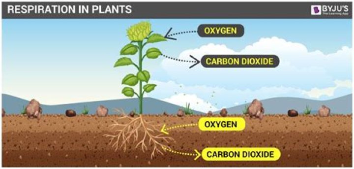 Why is respiration so important?