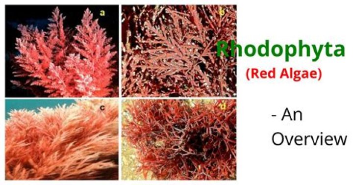 Why is rhodophyta red?