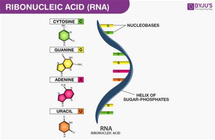 Why is ribonucleic acid used?