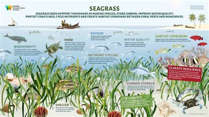 Why is seagrass important?