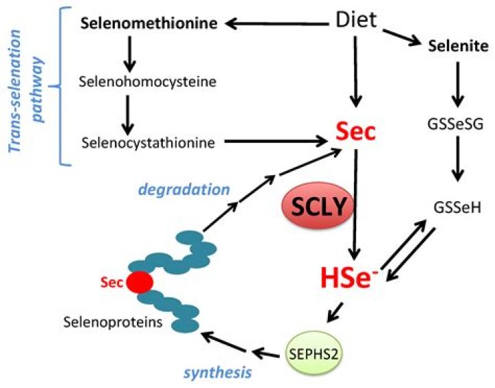 Why is selenocysteine important?